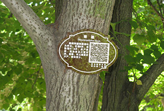 中山公園銀杏樹上掛上二維碼 中山公園銀杏樹上掛上二維碼