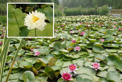 到世園會(huì)賞蓮去