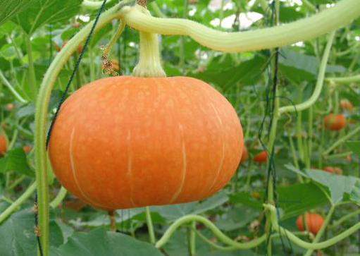 南瓜的6種不同做法合集