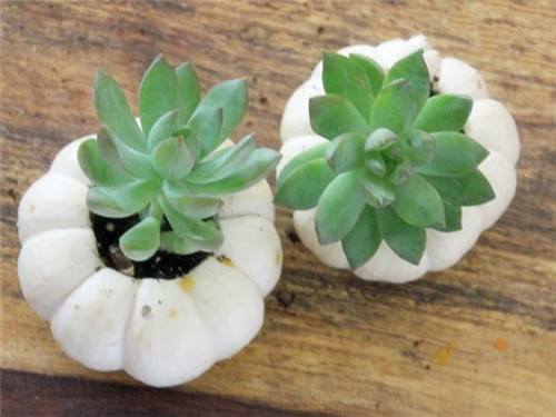 創(chuàng)意多肉盆栽