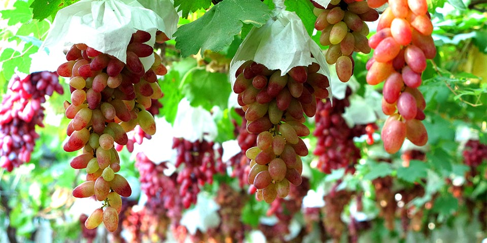 大澤山：葡萄架下聲名遠揚 穗大粒飽惹人愛