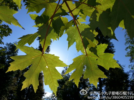 西瓜小丸子：走著才能看到的美