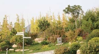 青島世園會(huì) 山地園 銀杏 秋色