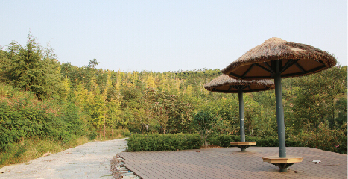 青島世園會(huì) 山地園 銀杏 秋色