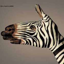 為野生動(dòng)物伸出援手