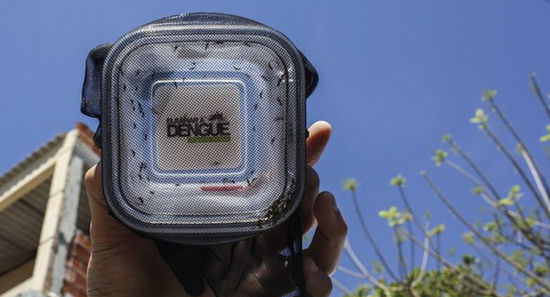 巴西釋放近萬(wàn)只“有益蚊子” 對(duì)抗登革熱傳播(圖)