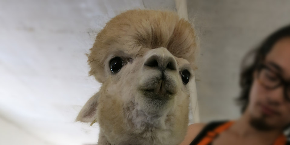 神獸做美容、拗造型 酷炫拽勝過(guò)“洗剪吹”