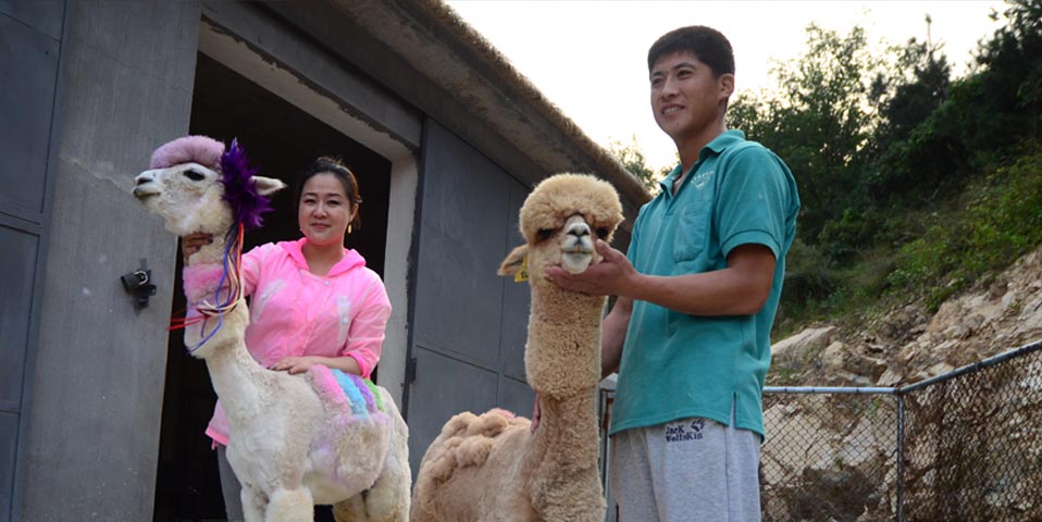 神獸做美容、拗造型 酷炫拽勝過“洗剪吹”