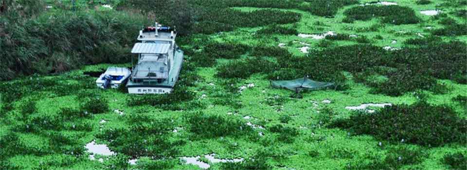 貴州三板溪庫區(qū)水白菜瘋長成災(zāi) 漁業(yè)受損