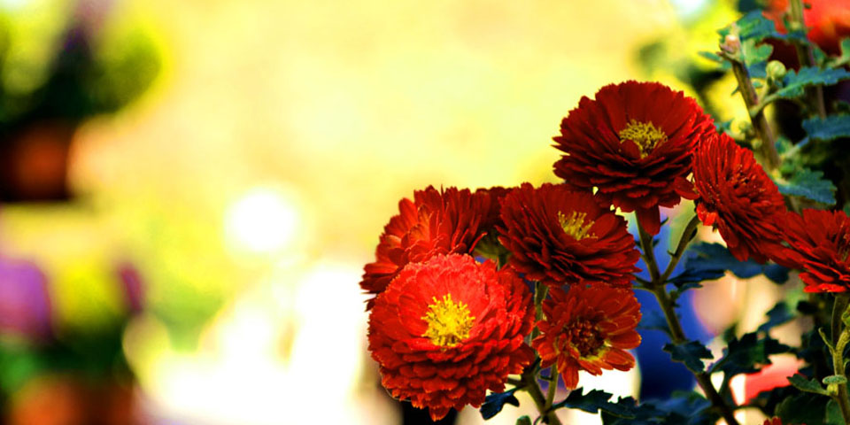 【高清】夏已去，秋未央 中山公園賞花忙
