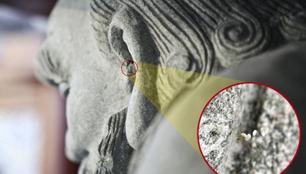 韓國一大學(xué)現(xiàn)百余朵“神花” 傳3000年一見