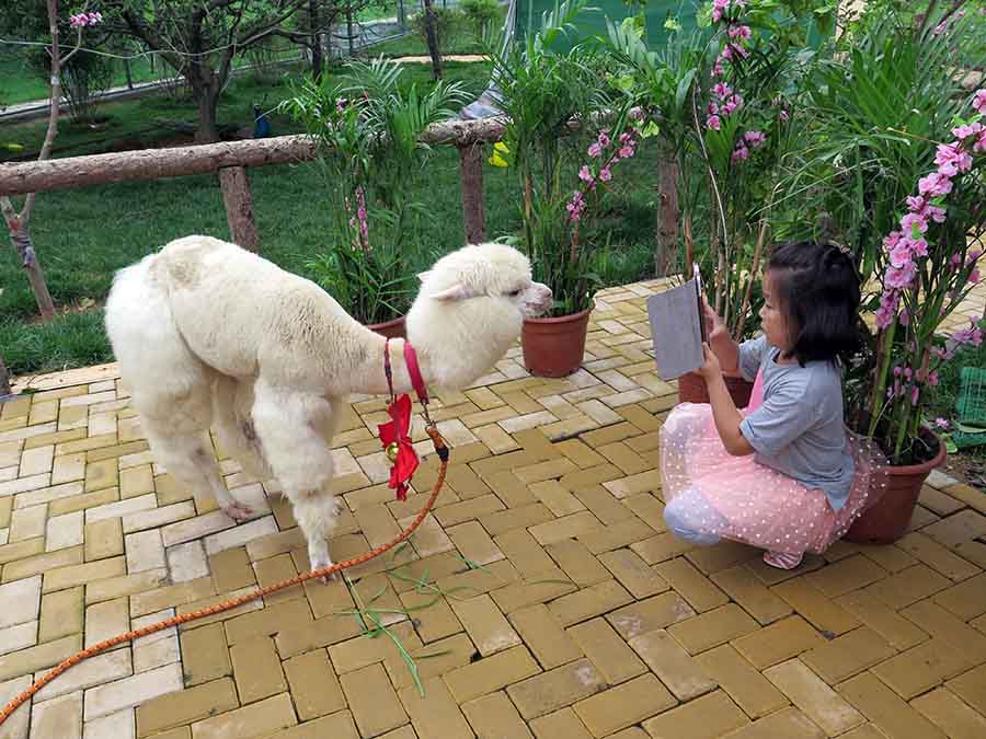 百鳥園里的溫順的羊駝小白最喜歡和小朋友玩，據(jù)說它的最愛是胡蘿卜，帶一根去找神獸一起玩耍吧。