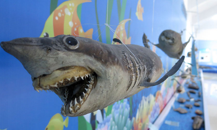 嶗山分會(huì)場