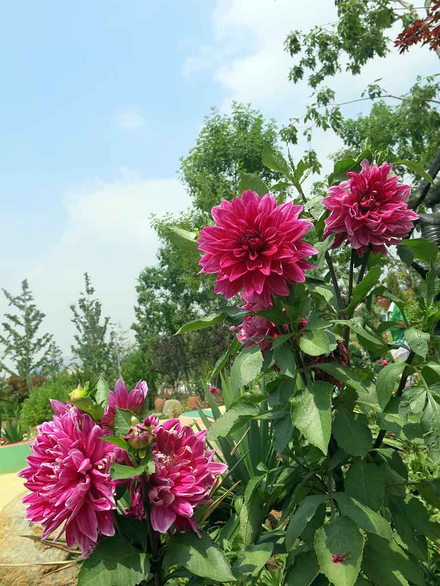 墨西哥風(fēng)情園的“國花”——大麗花