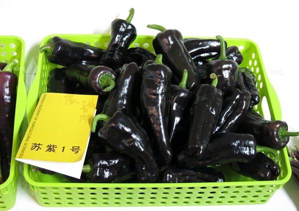 不是茄子是辣椒 秋冬都愛“黑色系”？