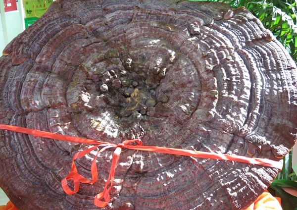 大如磨盤的大靈芝 快來(lái)猜猜多少錢【有獎(jiǎng)活動(dòng)】