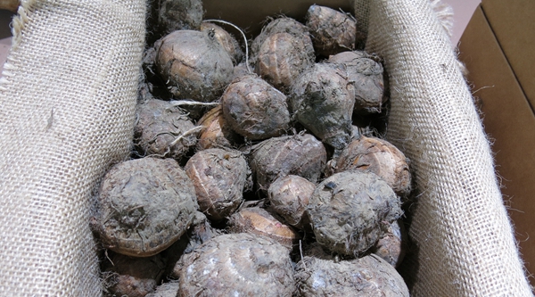 從土里刨出的芋頭 帶著泥土和粗布的古樸感