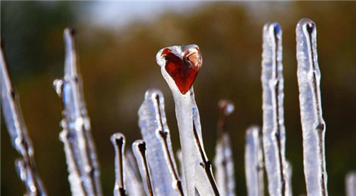 甘肅張掖現(xiàn)玉樹瓊枝美景