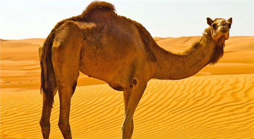 令人驚嘆的古代美容偏方 成分竟有各種排泄物