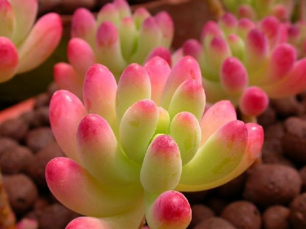 萌寵植物暗藏重大生物危害？