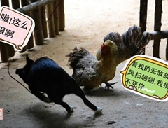 老布莊園 海鮮肉蛋 不走尋常路