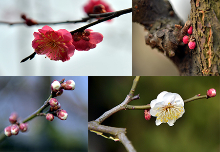 春寒仍舊在 中山公園梅花戲春風(fēng)