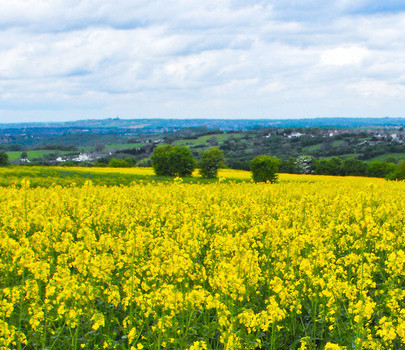 這些地方花開(kāi)如海卻少有人知