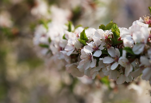 中石大玉蘭海棠花正艷