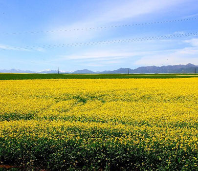 祁連山下菜花黃