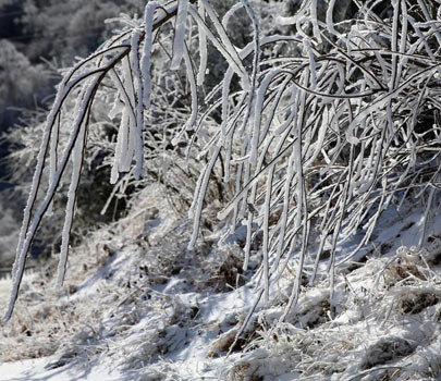 秦嶺平河梁霧松美景宛如仙境