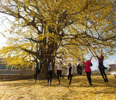 貴州古銀杏冬日展秋色