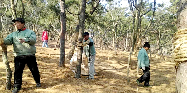园林工人在进行树木养护