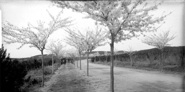 老照片：1910年青島中山公園的櫻花長這樣