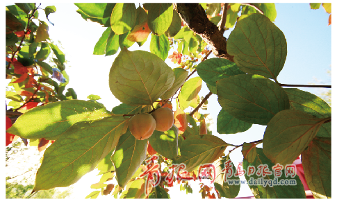 青島世園會(huì) 青島秋天 青島旅游 世園之秋 世園秋色