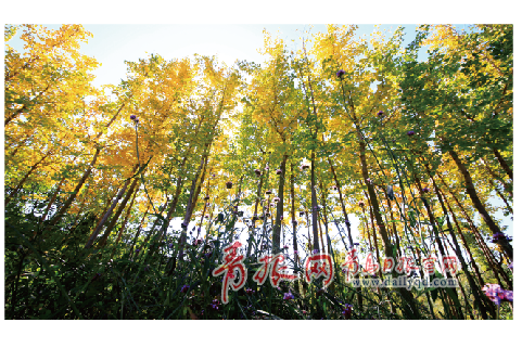 青島世園會(huì) 青島秋天 青島旅游 世園之秋 世園秋色