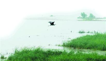 大沽河重新煥發(fā)生命活力 兩岸四季有景