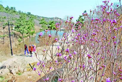 大珠山杜鵑花會下月開始 萬畝杜鵑含苞待放