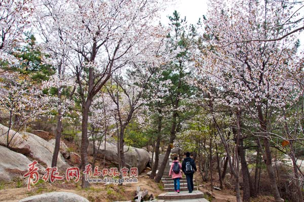 崂山巨峰上山樱花盛开 吸引众多游客拍照(图)