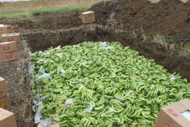 20余噸菲律賓進(jìn)口香蕉被銷毀