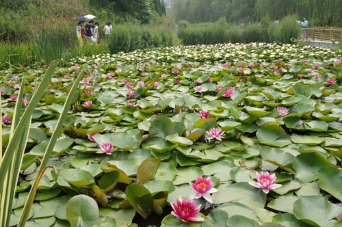 到世園會賞蓮去