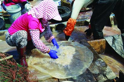 開捕首日 10萬斤海蜇上岸