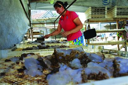 開捕首日 10萬斤海蜇上岸