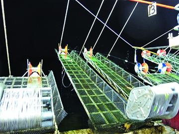 青島夏季滿城盡是烤魷魚 每天吃掉4萬條(圖)