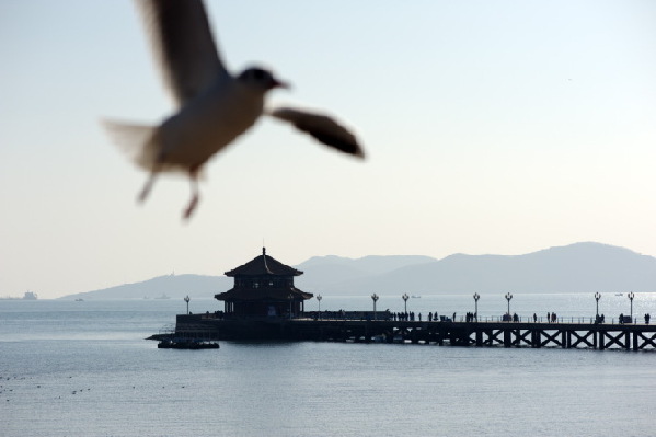 前海風(fēng)光-海鷗