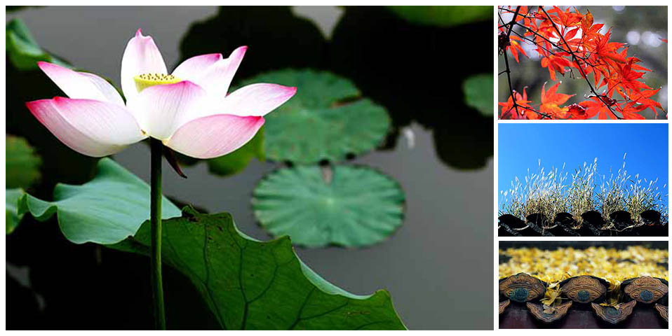 賞節(jié)氣：白露為霜水清淺 蒹葭蒼蒼月黃昏