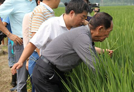 袁隆平：山東水稻有望破紀(jì)錄