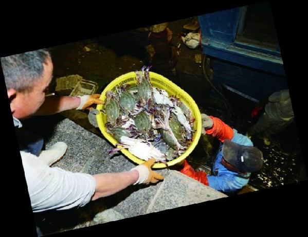 今年蝦蟹開(kāi)海捕撈 青島蟹個(gè)大肉肥價(jià)格平民化