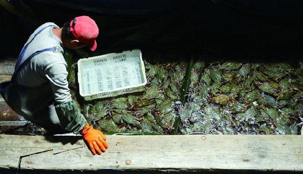 今年蝦蟹開(kāi)海捕撈 青島蟹個(gè)大肉肥價(jià)格平民化