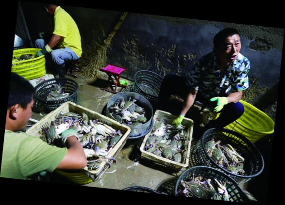今年蝦蟹開(kāi)海捕撈 青島蟹個(gè)大肉肥價(jià)格平民化