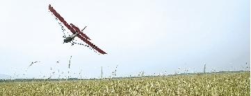 河南3000畝黃河灘遭遇蝗災(zāi) 玉米地被啃食殆盡